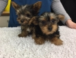 Yorkshire Terrier puppies